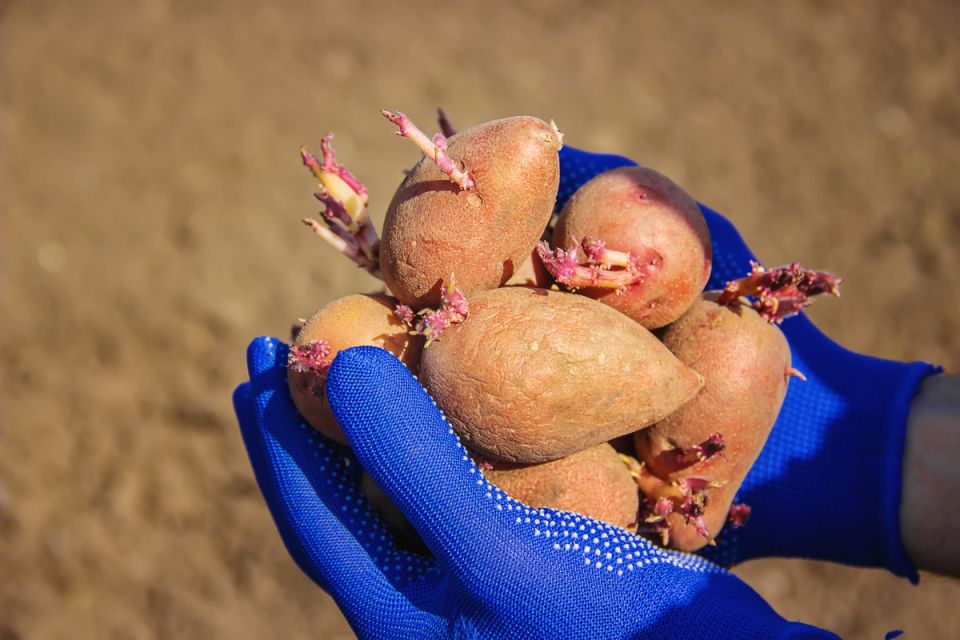 Секреты успешного проращивания картофеля