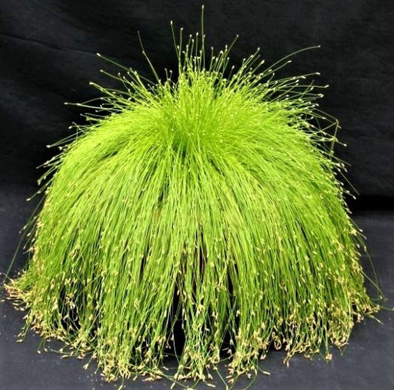 ��������: ���������� ���������� ����� ��� ������ ����