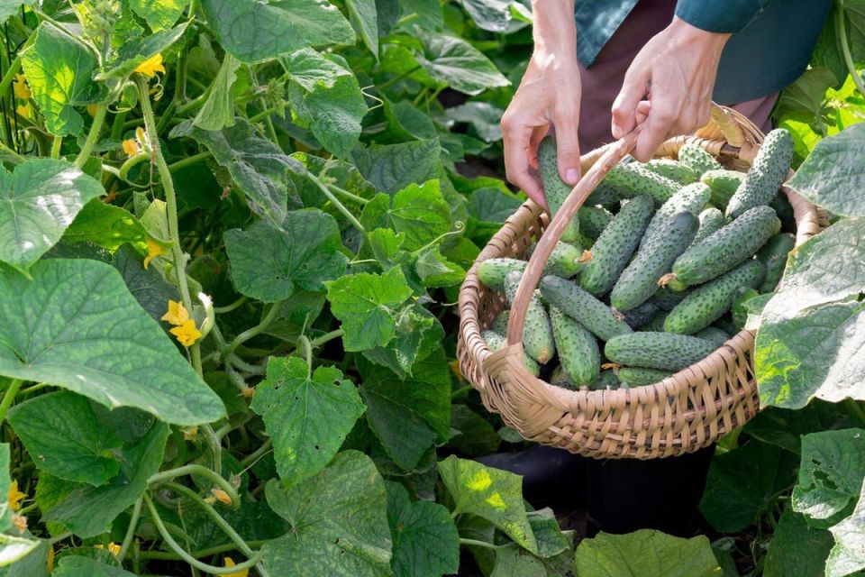 ���������� ������ ��� ������: ������� �������� �������