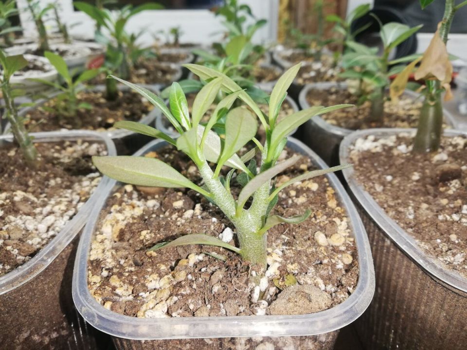 Как адениумы удивляют своим естественным ветвлением: тайны и наблюдения