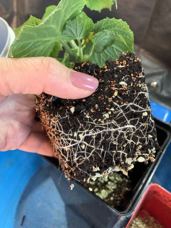 Зимний огород: как обеспечить успех горшечных культур