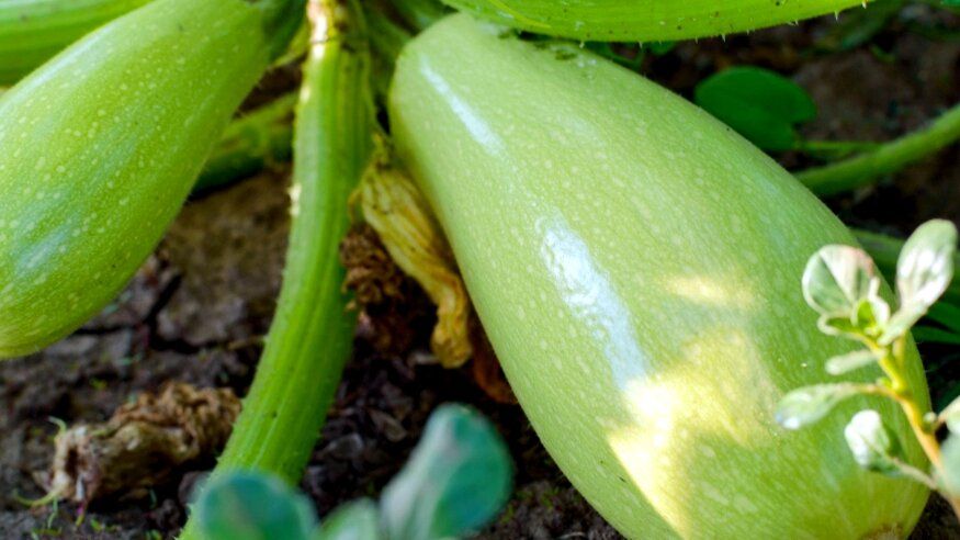 ������ ����� �������� �������� �� ��������� ����� �������� � 2026 ����?