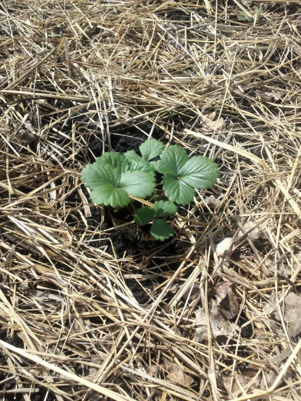 ��� ����� ��������� ������ ��� ������ ����: ������ � ������������