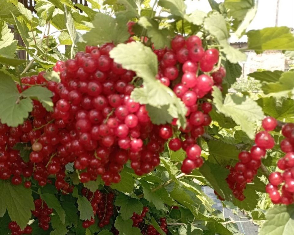 ������ ��� ������ �������-������� �������: ��� �� �������� ������