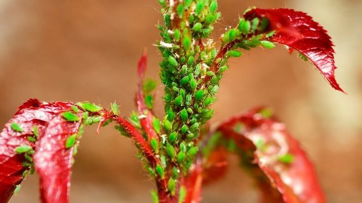 ��� �������� � ���: ������� ����������� ������ �������� �� ����������