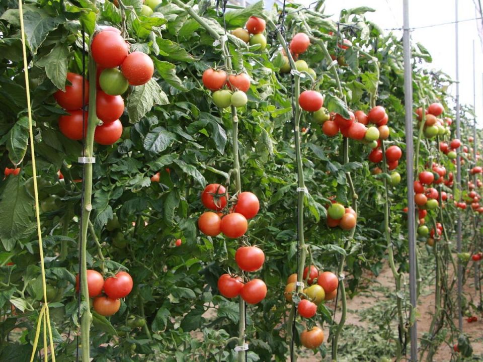 ������ �� ����� �������: ��� �������� ������ � ��������� ������