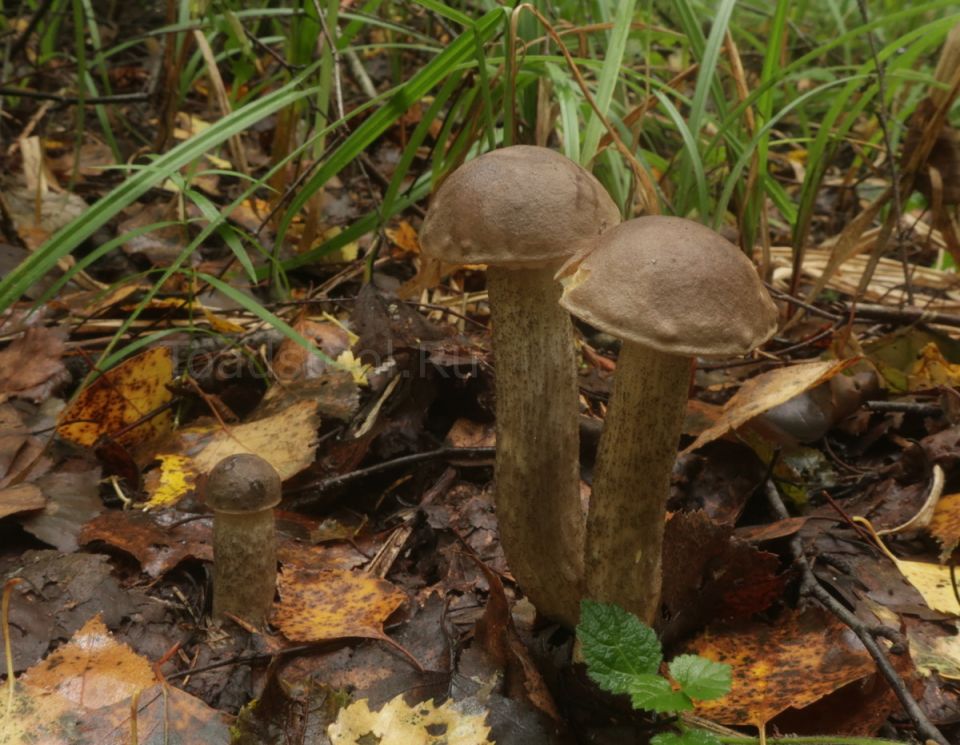 �������� �����������: ������� ��� ���������