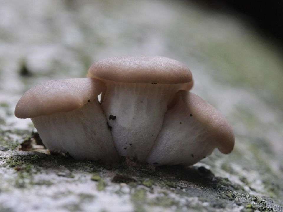 ��� ����� �� ������� ����� ��������� �� �������� � ������