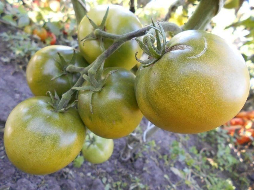 ����� ��� ����: ���������� ������� ������ � ��������� ������