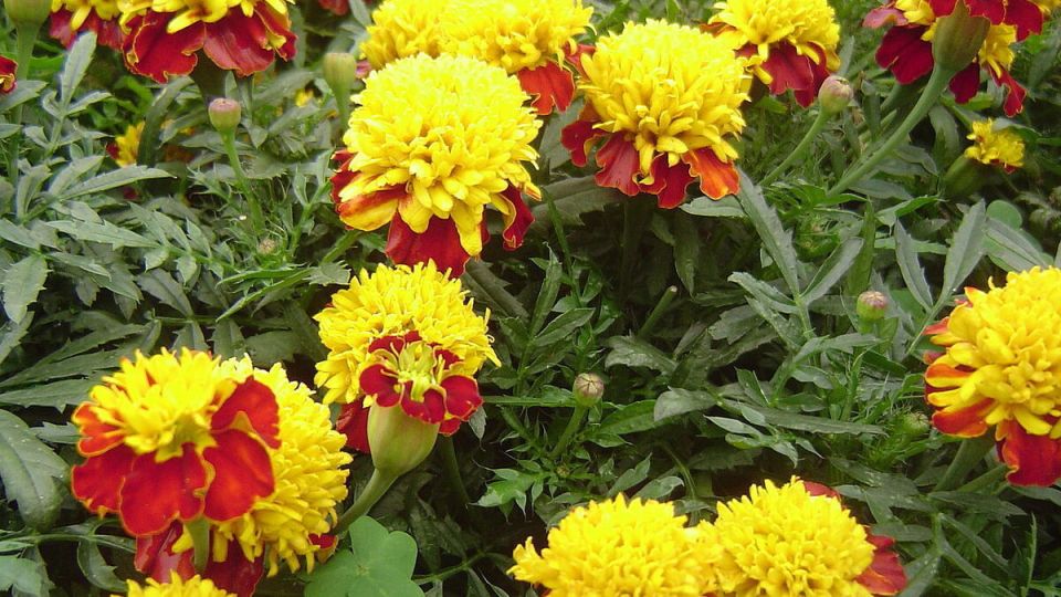 ��������: ��������� ������ ���� �� ����������