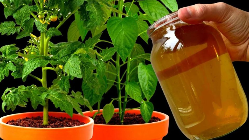 ������ ��� ����������� ������� ������� � �������