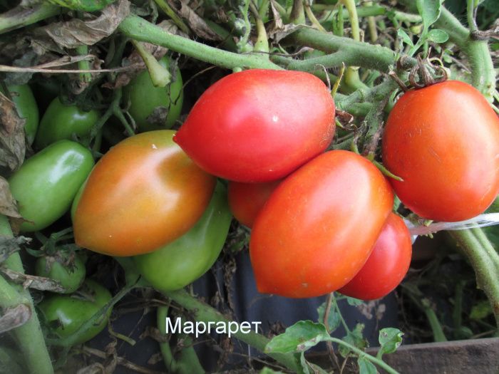 ����� ��������: ������� ��������� ������ � ������ ���������