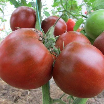 Томат Смуглянка: уникальный сорт с шоколадным оттенком и нежной мякотью для салатов и соков