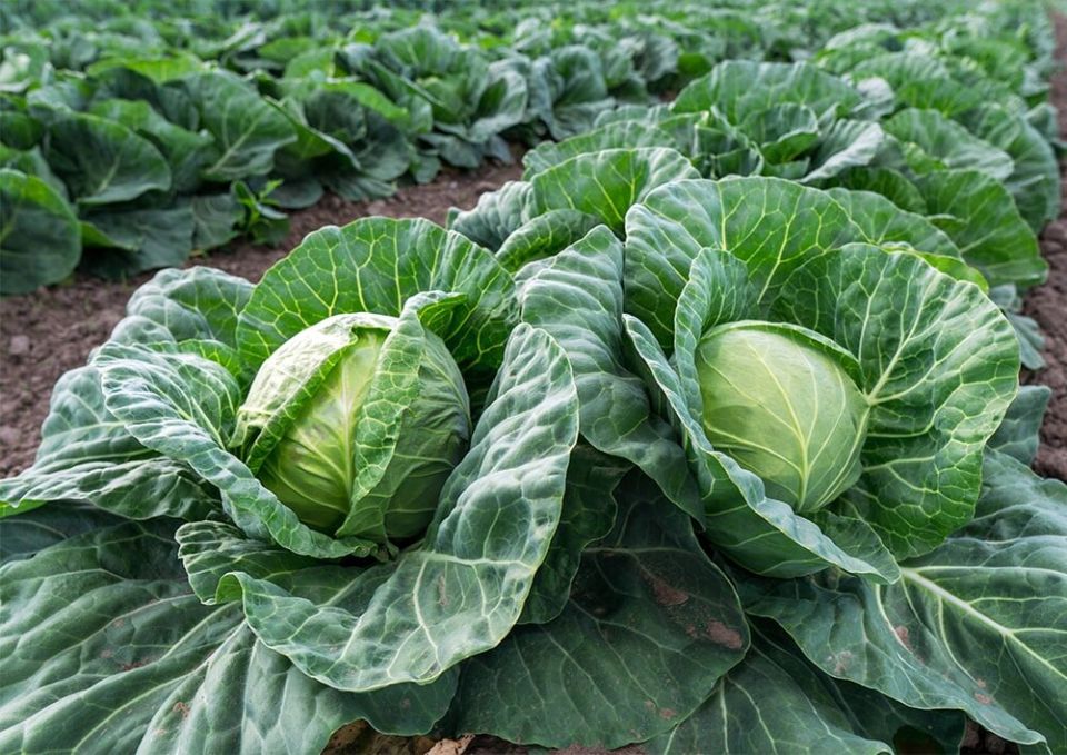Как посадить капусту на рассаду чтобы получить крупные кочаны и сохранить урожай