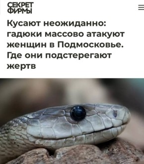 «Кусают неожиданно: гадюки массово атакуют. Где они подстерегают жертв»: В Москве и Подмосковье на женщин начали нападать змеи