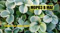 Почему цветки клубники чернеют: две главные причины и как с ними справиться