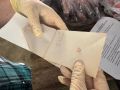 Специалисты «Главрыбвода» проводят детальное обследование лососевых в Озерках