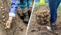 Как добиться рекордного урожая картошки: секреты успешной посадки