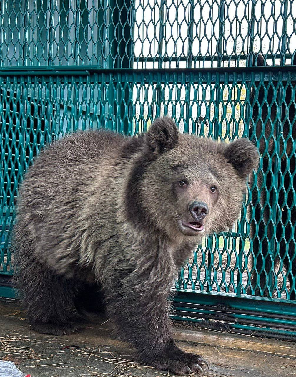 В Тверской области изувеченных медведицу и медвежонка спасли с притравочной станции