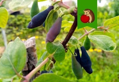 Почему жимолость не плодоносит: 6 ключевых факторов