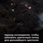 В Твери специалисты МБУ «Зеленстрой» высаживают луковицы тюльпанов для предстоящего весеннего сезона