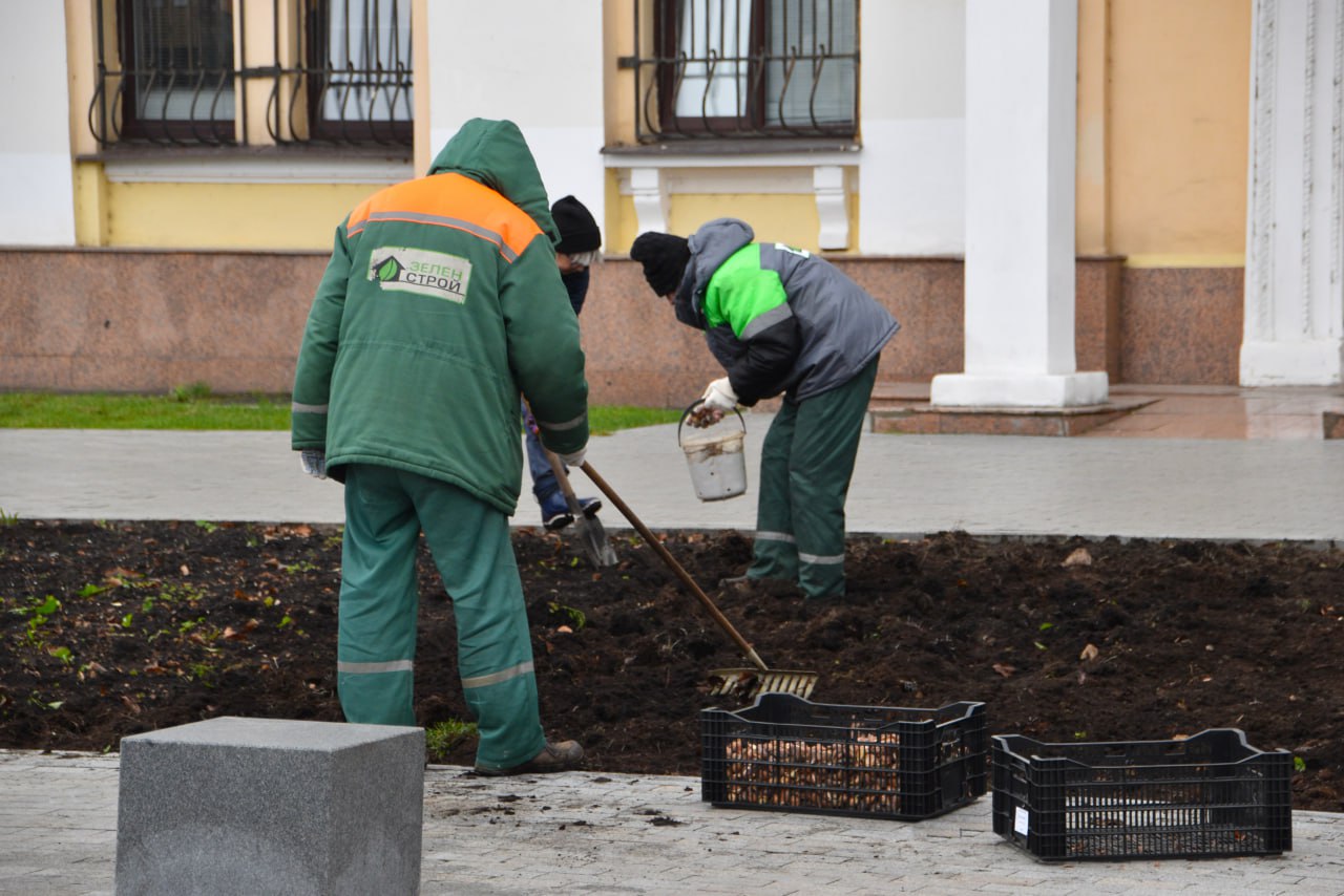 Весенние краски закладывают осенью: в Твери высаживают 60 тысяч тюльпанов
