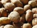 Как правильно хранить картофель: секреты свежести и долгого хранения