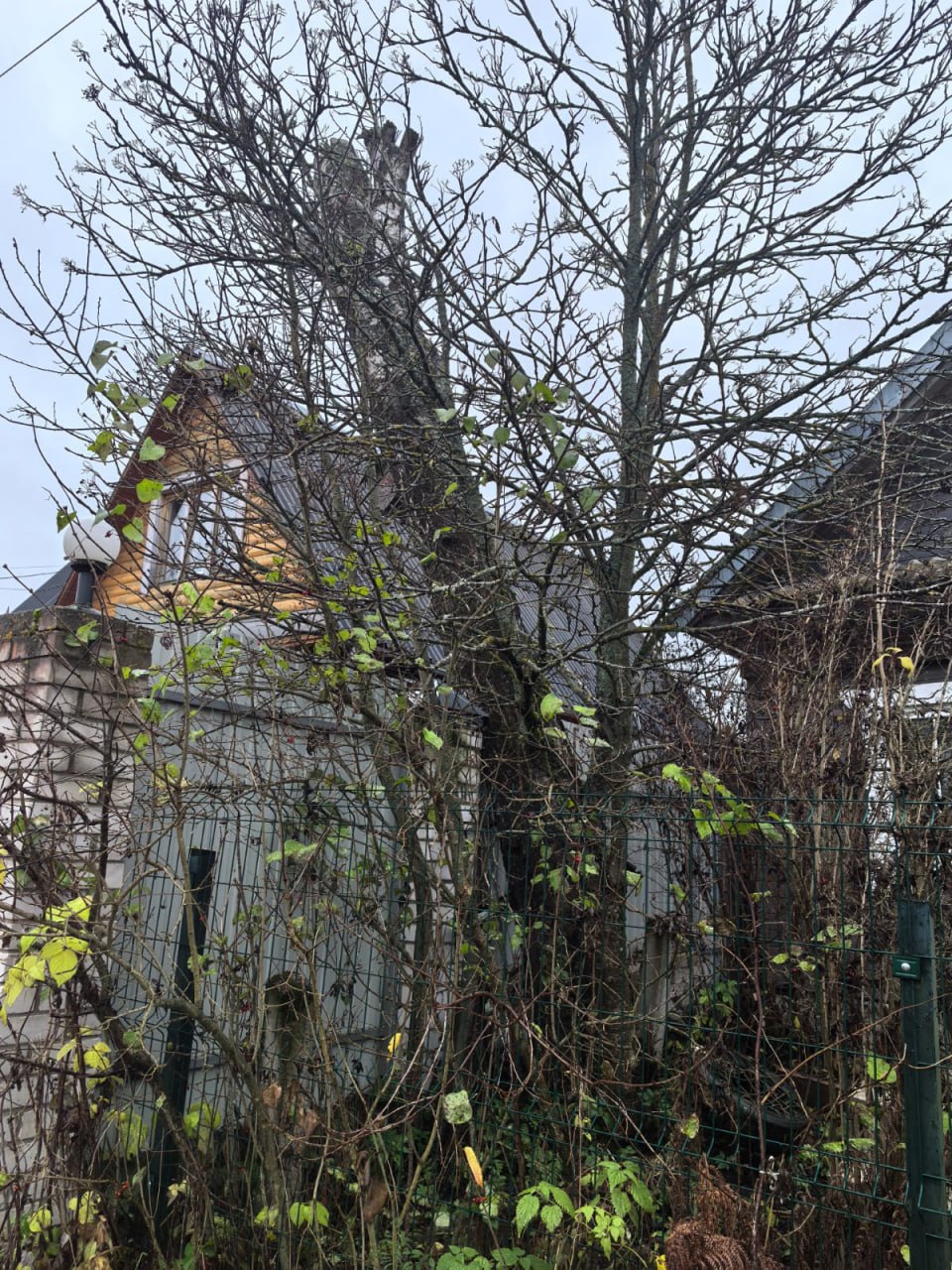 В деревне под Тверью на участок упала соседская береза: что делать? (народная новость) В деревне под Тверью на участок упала соседская береза: что делать? (народная новость)