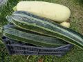 Фаршированные кабачки: гастрономическое приключение вашего стола