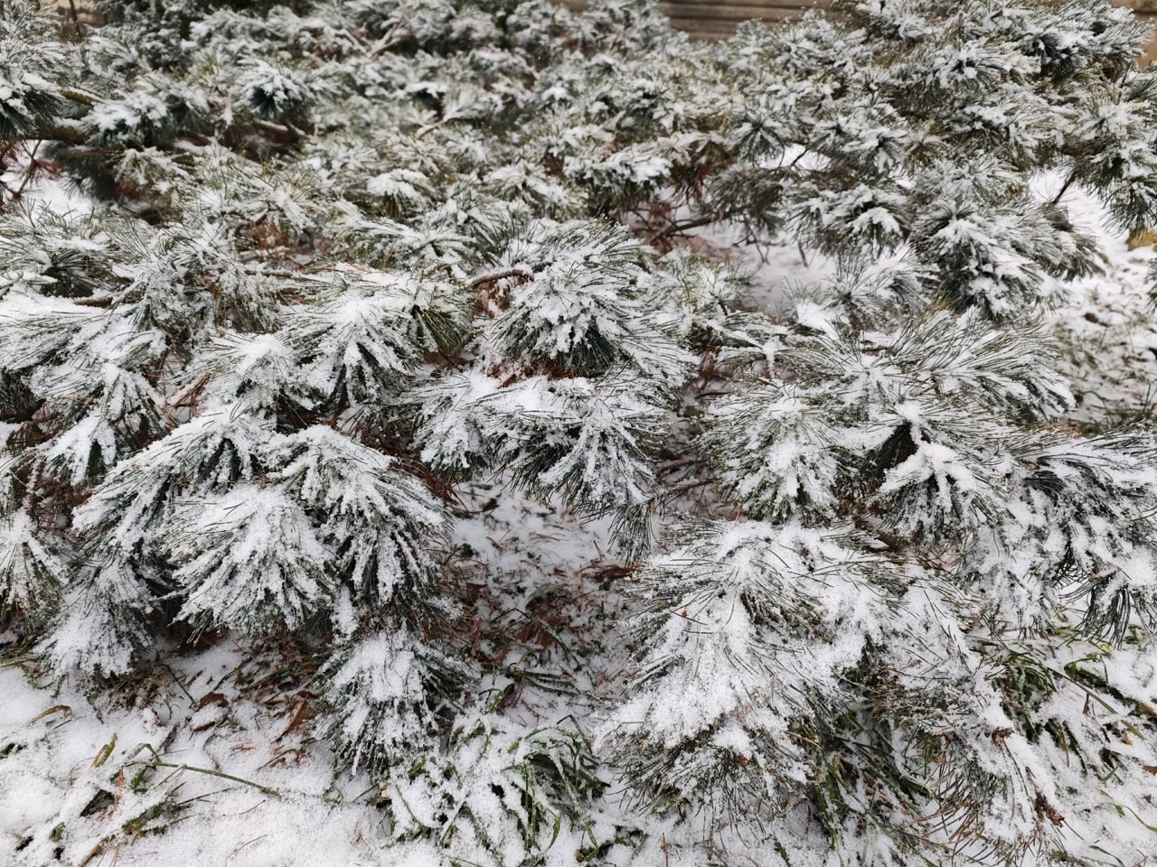 "Тёплой" зимы не будет: синоптики рассказали, когда ждать морозы в Тверской области