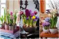 Как вырастить роскошные цветы зимой: секреты выгонки луковичных
