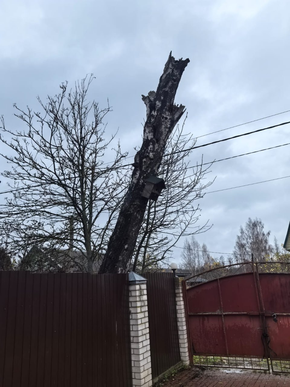 В деревне под Тверью на участок упала соседская береза: что делать? (народная новость) В деревне под Тверью на участок упала соседская береза: что делать? (народная новость)