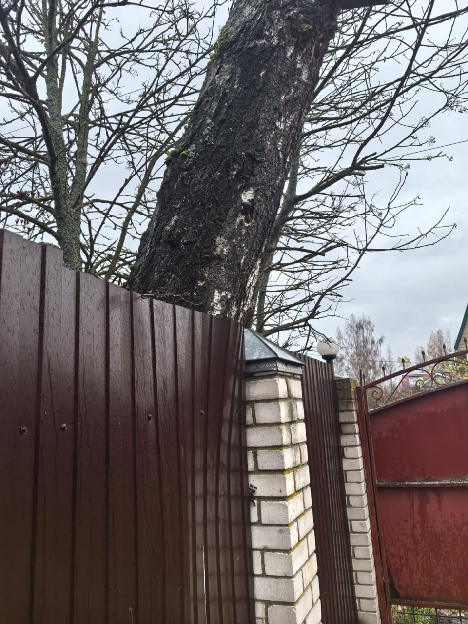В деревне под Тверью на участок упала соседская береза: что делать? (народная новость)