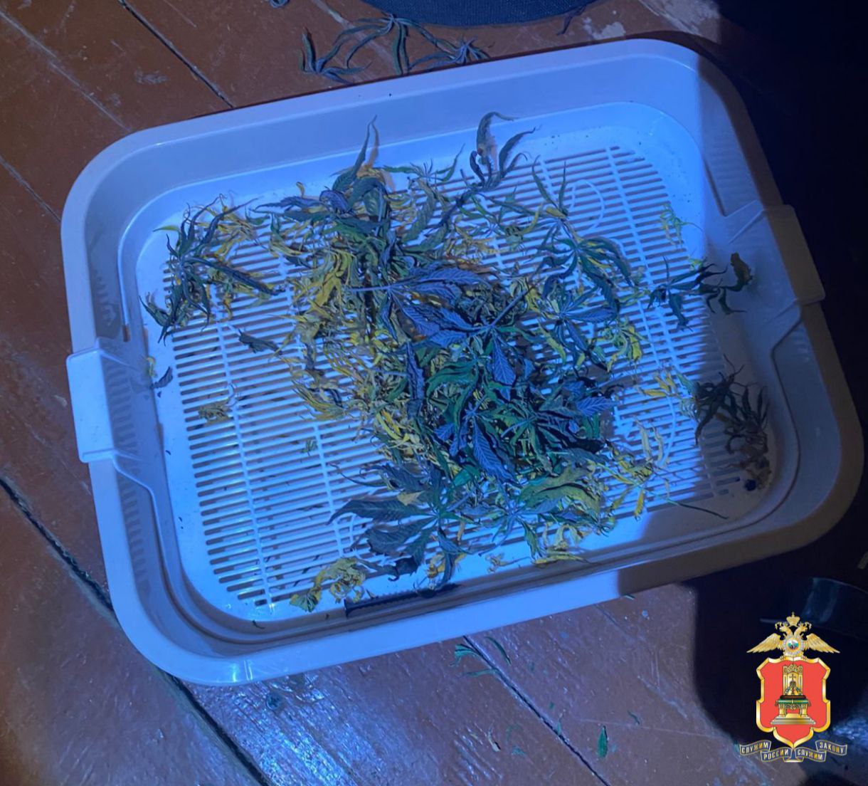 В Ржеве обнаружили ферму, где выращивали растительные наркотики В Ржеве обнаружили ферму, где выращивали растительные наркотики