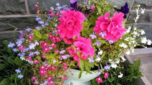 Как быстро вырастить петунии и лобелии: секреты успешного посева и ухода