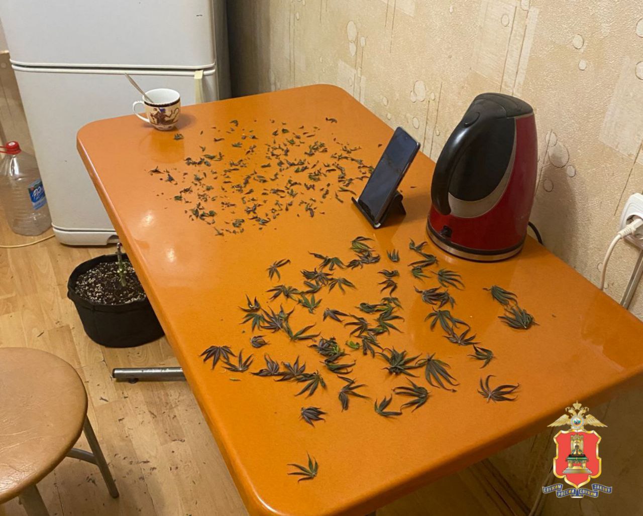 Во Ржеве сотрудники Отдела по контролю за оборотом наркотиков ликвидировали ферму по выращиванию конопли Во Ржеве сотрудники Отдела по контролю за оборотом наркотиков ликвидировали ферму по выращиванию конопли