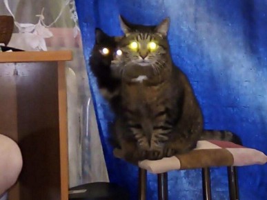 В России планируют ограничить количество домашних животных в квартирах