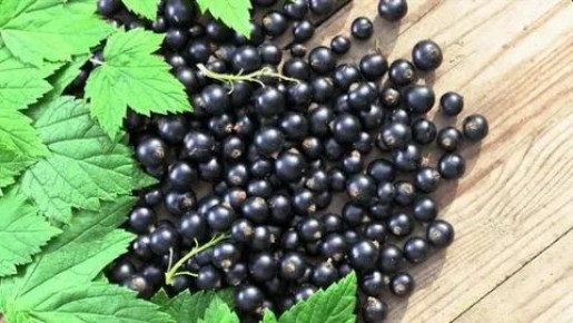 Секреты осенней подкормки смородины: залог богатого урожая