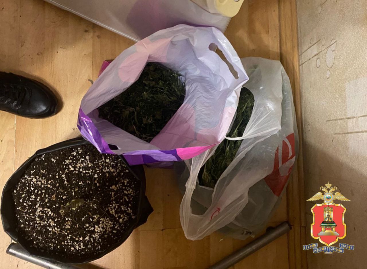 Во Ржеве сотрудники Отдела по контролю за оборотом наркотиков ликвидировали ферму по выращиванию конопли Во Ржеве сотрудники Отдела по контролю за оборотом наркотиков ликвидировали ферму по выращиванию конопли