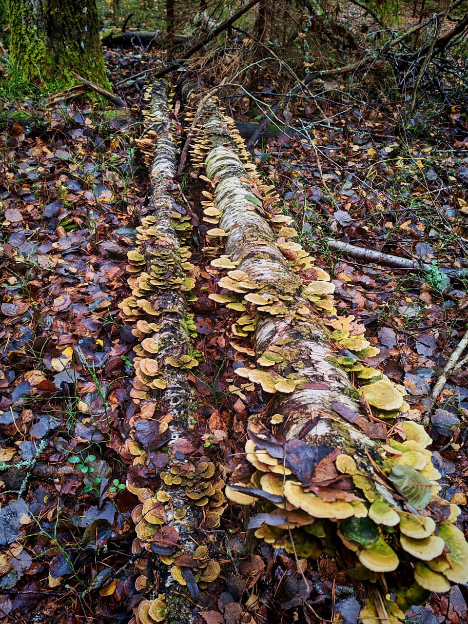 В Тверской области запечатлели необычные грибы В Тверской области запечатлели необычные грибы