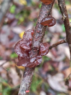 В Тверской области запечатлели необычные грибы