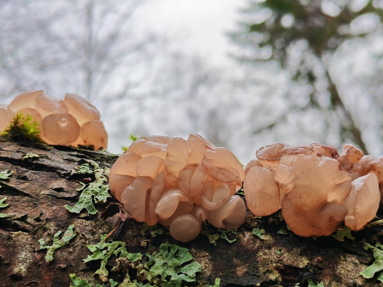 В Тверской области запечатлели необычные грибы В Тверской области запечатлели необычные грибы