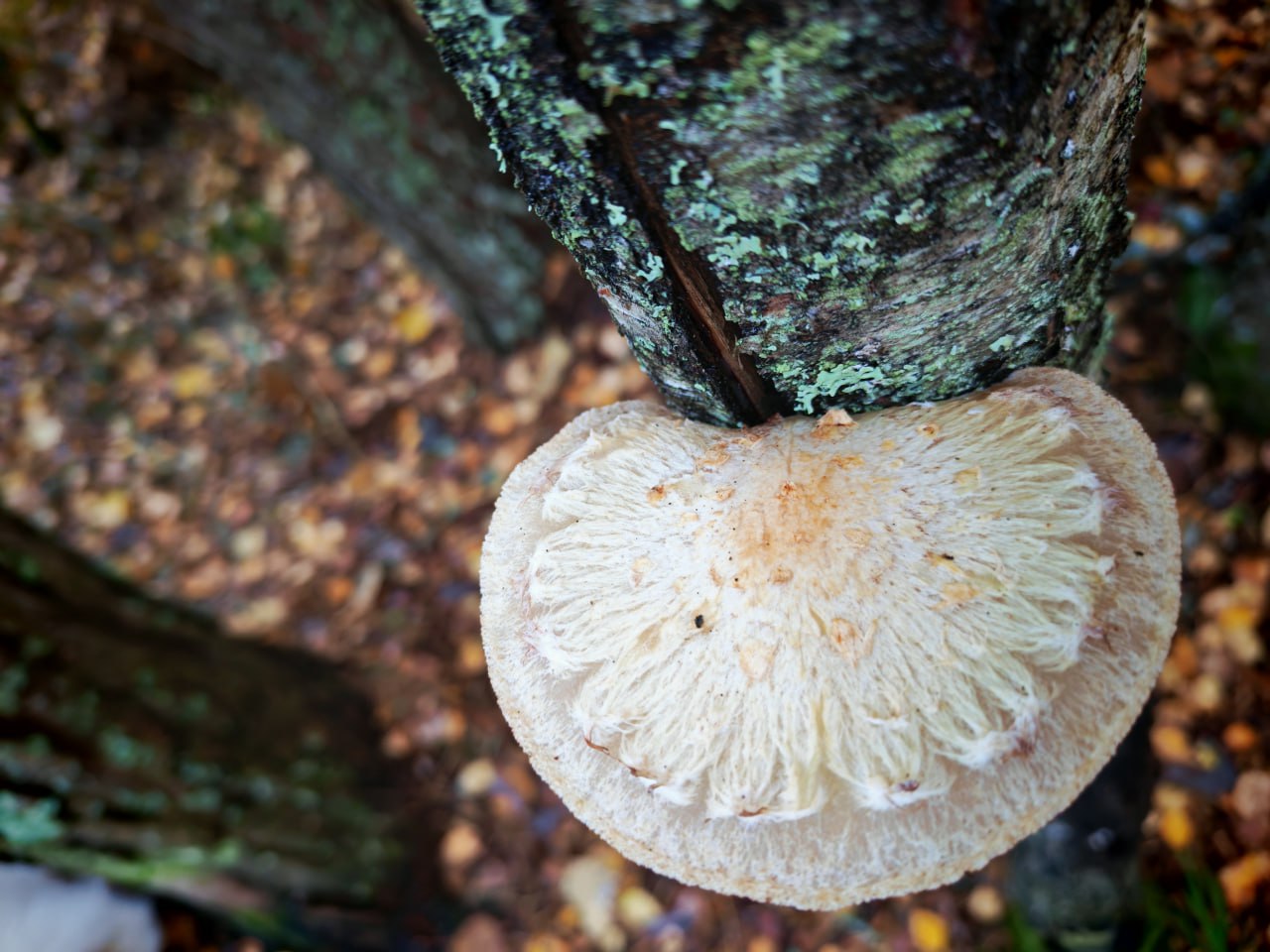 В Тверской области запечатлели необычные грибы В Тверской области запечатлели необычные грибы