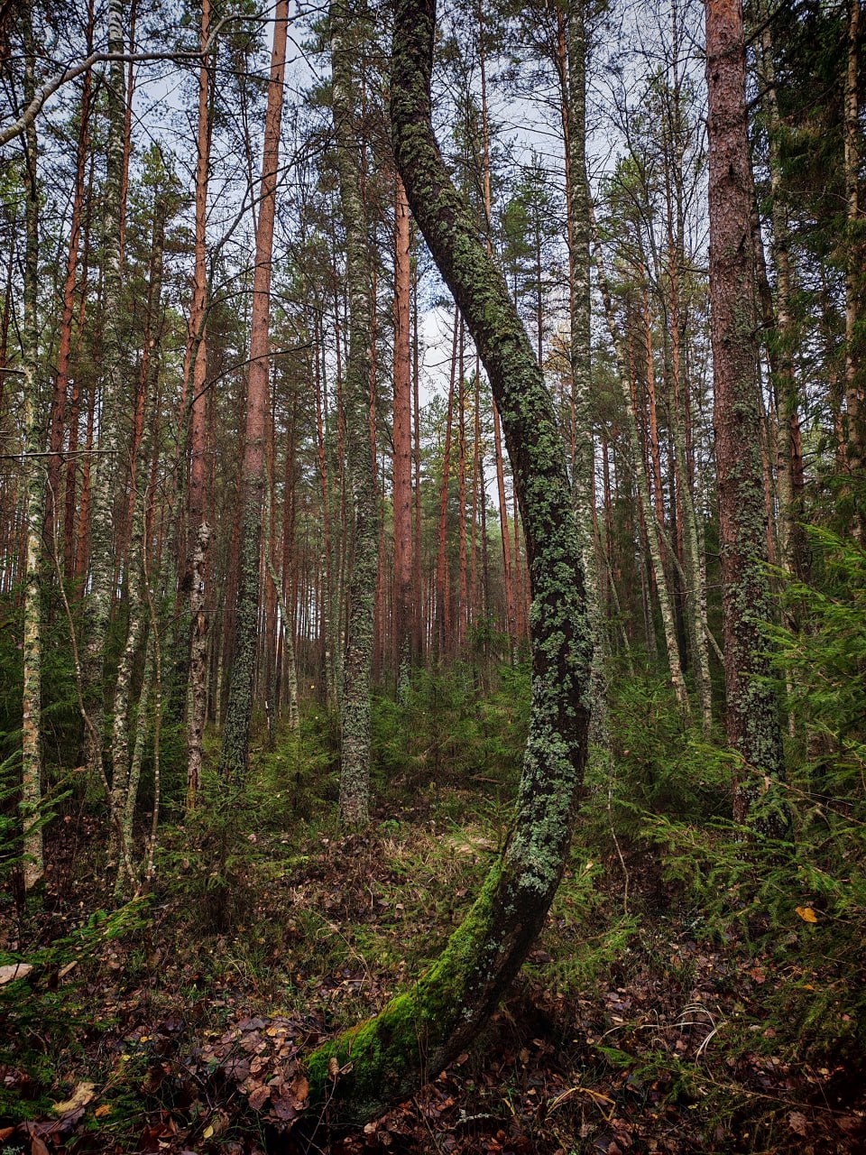 В Тверской области запечатлели необычные грибы В Тверской области запечатлели необычные грибы