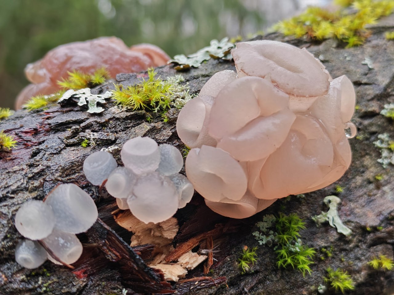 В Тверской области запечатлели необычные грибы В Тверской области запечатлели необычные грибы