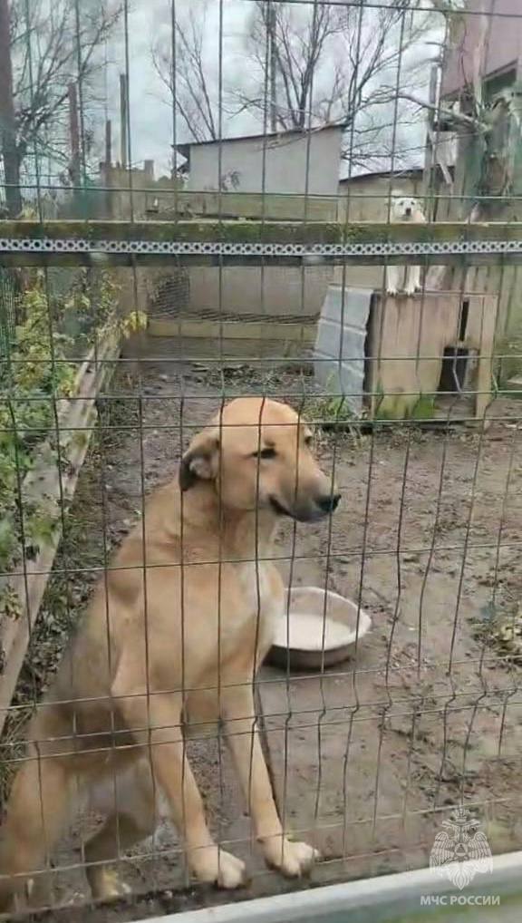 В Тверской области сотрудники МЧС подарили корм и заботу животным передержки «Новая жизнь» В Тверской области сотрудники МЧС подарили корм и заботу животным передержки «Новая жизнь»