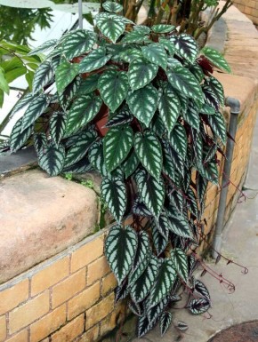 Циссус "Discolor": секреты заботы и размножения