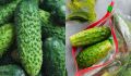 Как дольше сохранить огурцы: советы эксперта