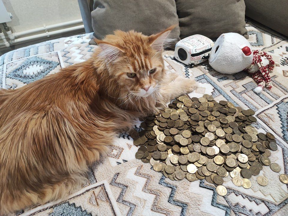 В Тверской области рыжий кот помог пересчитать накопления хозяев