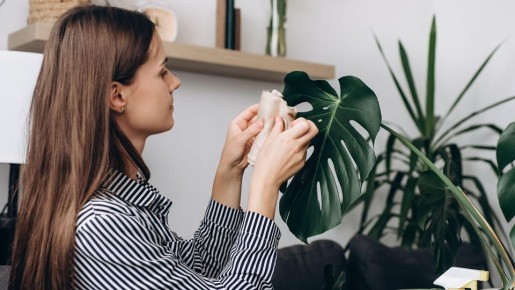 Монстера точно погибнет: вот как вы вредите цветку, не подозревая об этом